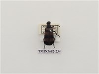 藏品(大橫紋芫菁)的圖片